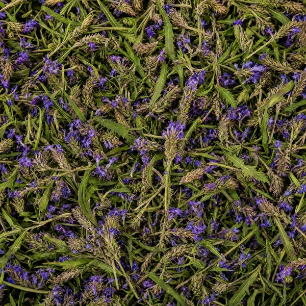 Blue Vervain