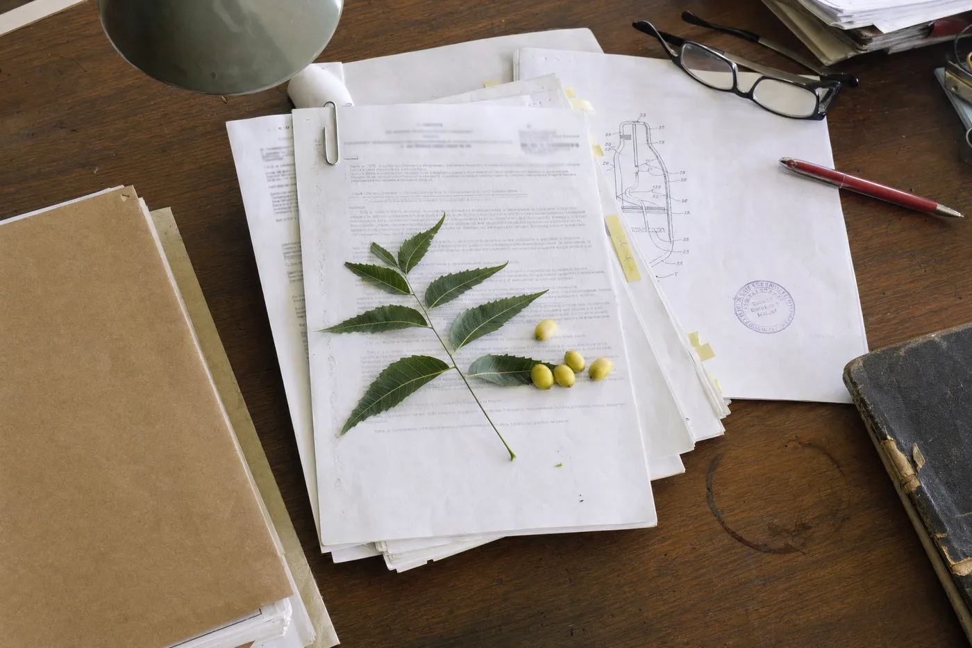 Neem leaves and fruit on patent paperwork on a wooden desk