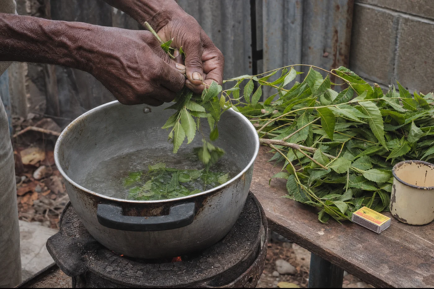 Weathered hands stripping fresh neem leaves into a pot of boiling water.