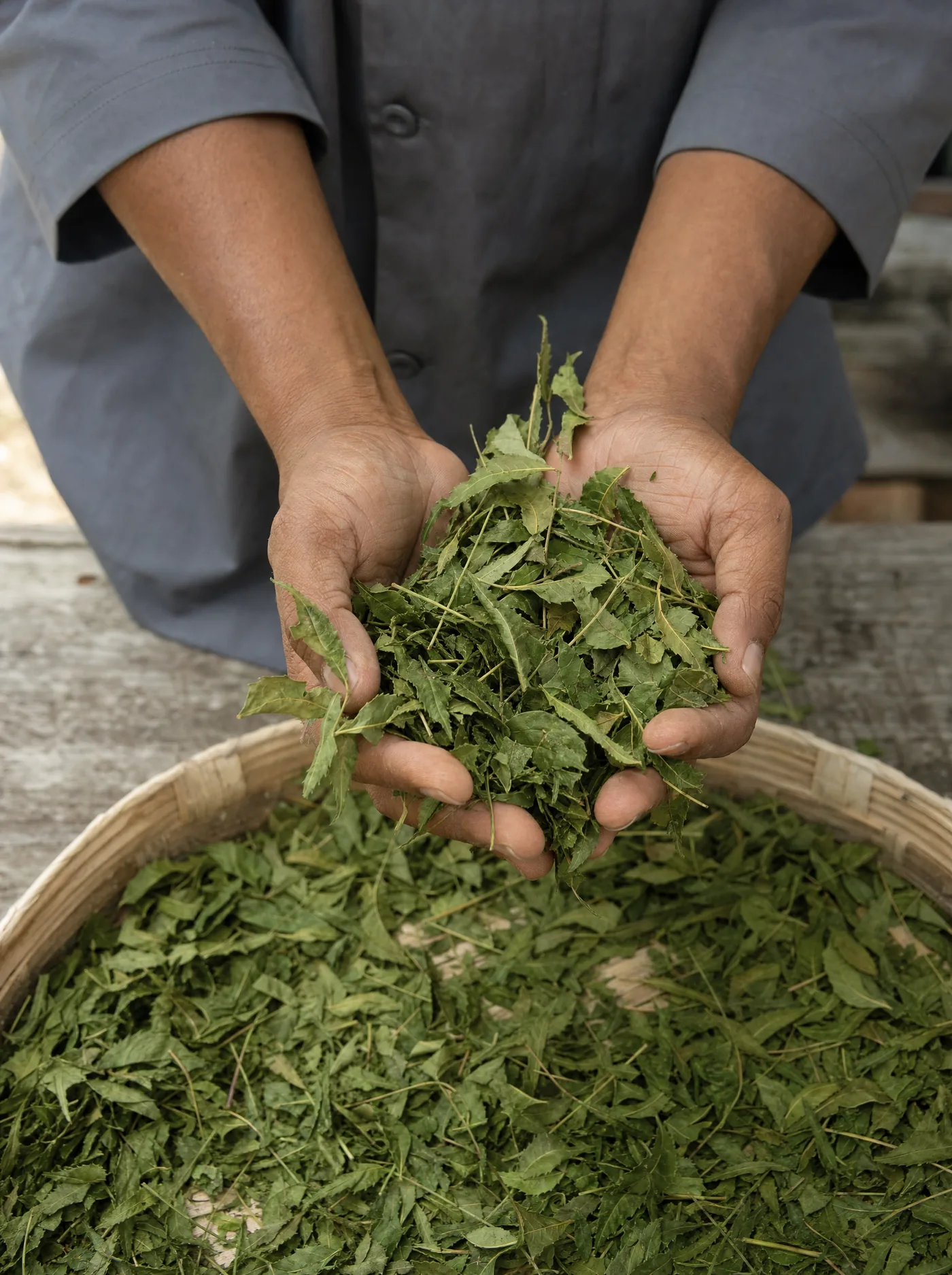 Close-up of bright green sun-dried neem leaves in Chef Tijani's hands.